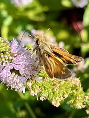 Atalopedes campestris