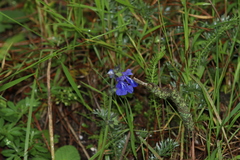 Salvia prunelloides