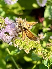 Atalopedes campestris