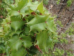 Berberis pinnata pinnata