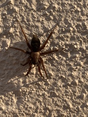 Gnaphosidae