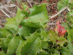 Berberis pinnata pinnata