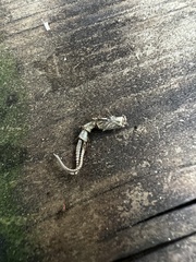 Pacifastacus leniusculus