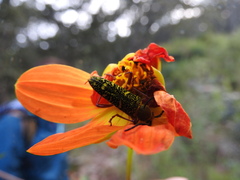 Ochraethes sulphurifer