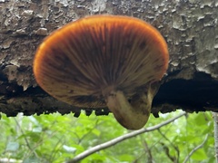 Gymnopilus luteus
