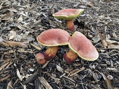 Baorangia