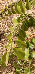 Casearia sylvestris