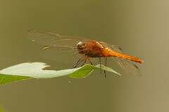 Rhodothemis lieftincki