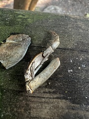 Pacifastacus leniusculus