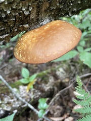 Gymnopilus luteus