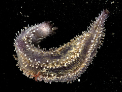 Neoamphicyclus mutans