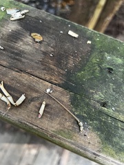 Pacifastacus leniusculus