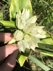 Gentiana alba
