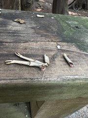 Pacifastacus leniusculus