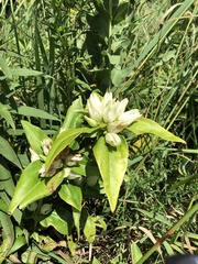 Gentiana alba
