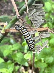 Papilio polyxenes