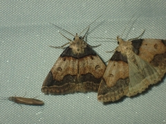 Zanclognatha laevigata