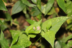 Persicaria nepalensis