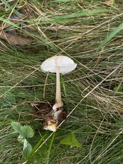 Rhodocollybia