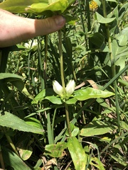 Gentiana alba