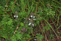Menthinae