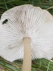 Rhodocollybia