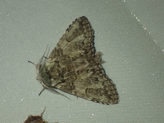 Macrurocampa marthesia