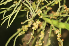 Chamaedorea linearis