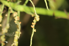 Chamaedorea linearis