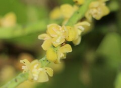 Chamaedorea linearis