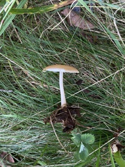Rhodocollybia