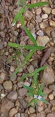 Hexasepalum teres