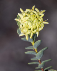 Pimelea suaveolens