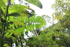 Chamaedorea linearis