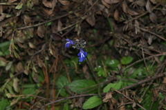 Salvia prunelloides