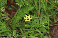 Sisyrinchium conzattii