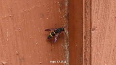 Orancistrocerus drewseni
