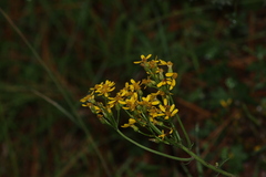 Packera sanguisorbae