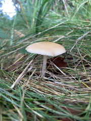 Rhodocollybia