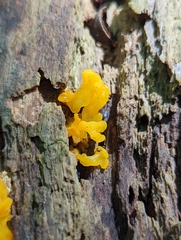 Dacrymyces spathularia