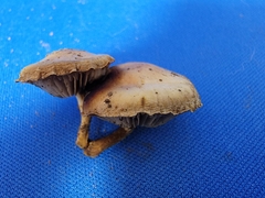 Simocybe
