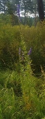 Aconitum baicalense