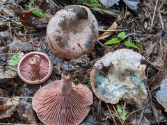 Lactarius subpurpureus