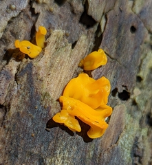 Dacrymyces spathularia