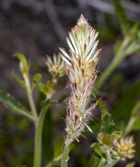 Ptilotus polystachyus