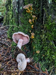 Lactarius subpurpureus