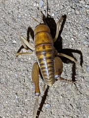 Ceuthophilus hesperus