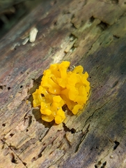 Dacrymyces spathularia