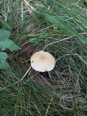 Rhodocollybia
