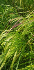 Oryza sativa